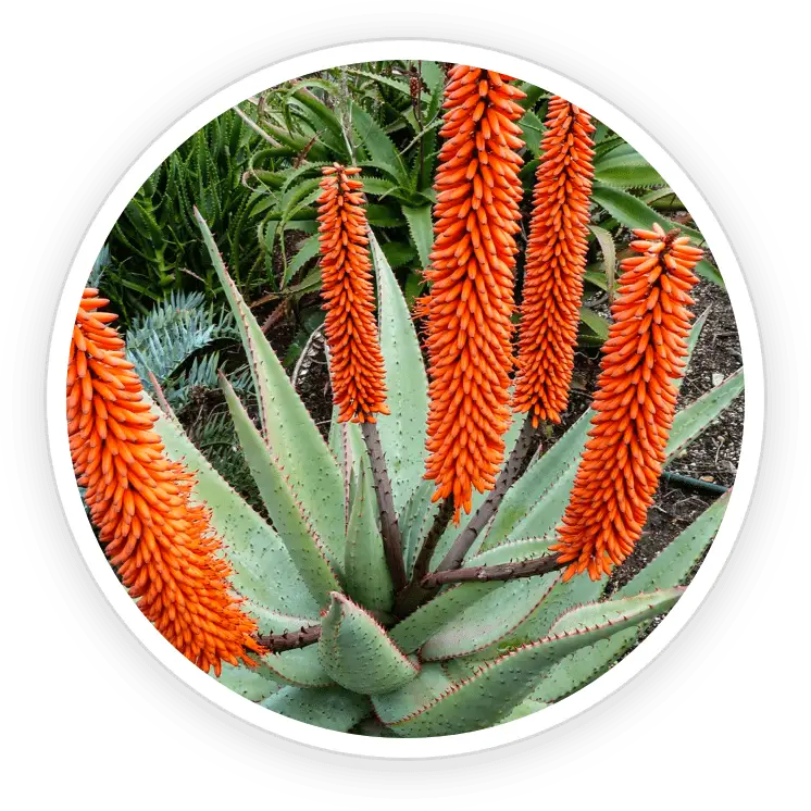 NanoDefense Pro Ingredient Cape Aloe